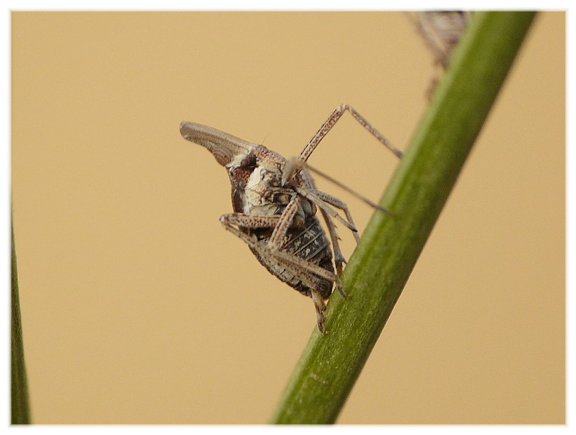 Bursinia cf. genei (Dictyopharidae)